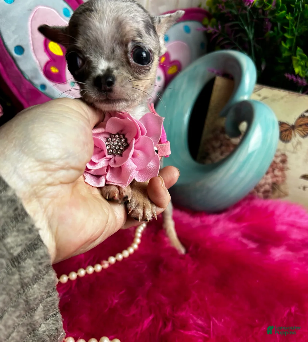Chihuahua dogs for sale: Debs Chihuahuas California  - Ad 6