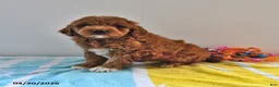Mini Goldendoodle dogs for sale: Rosebud - Ad 4