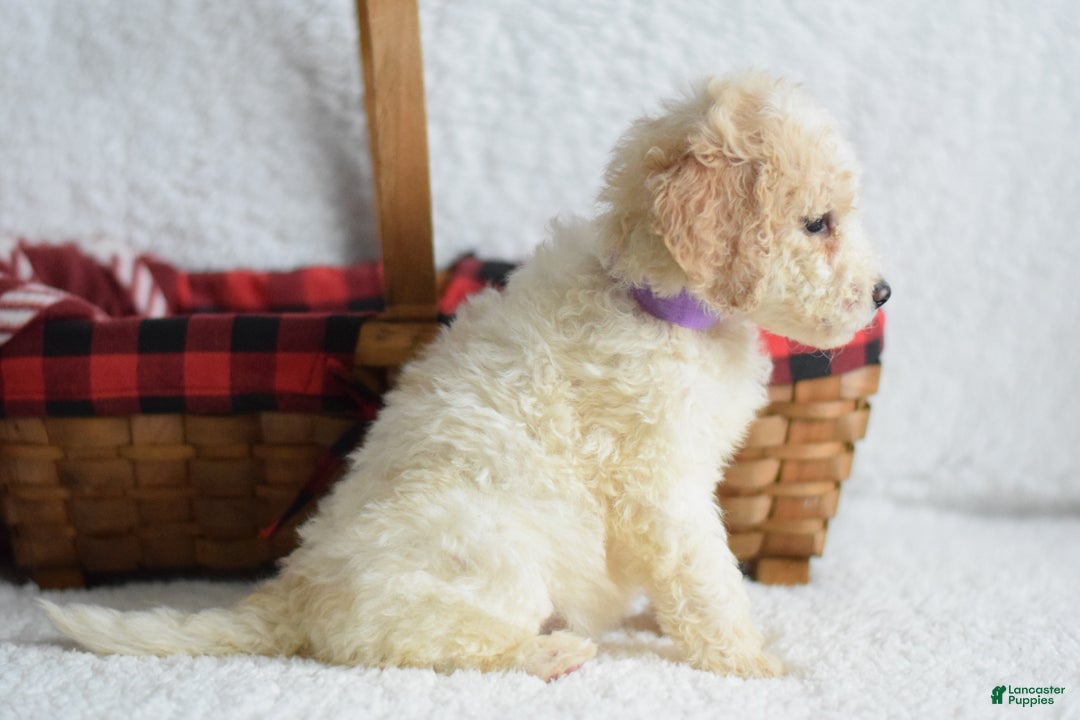 Goldendoodle dogs for sale: Goldendoodle Puppy 2 - Ad 3