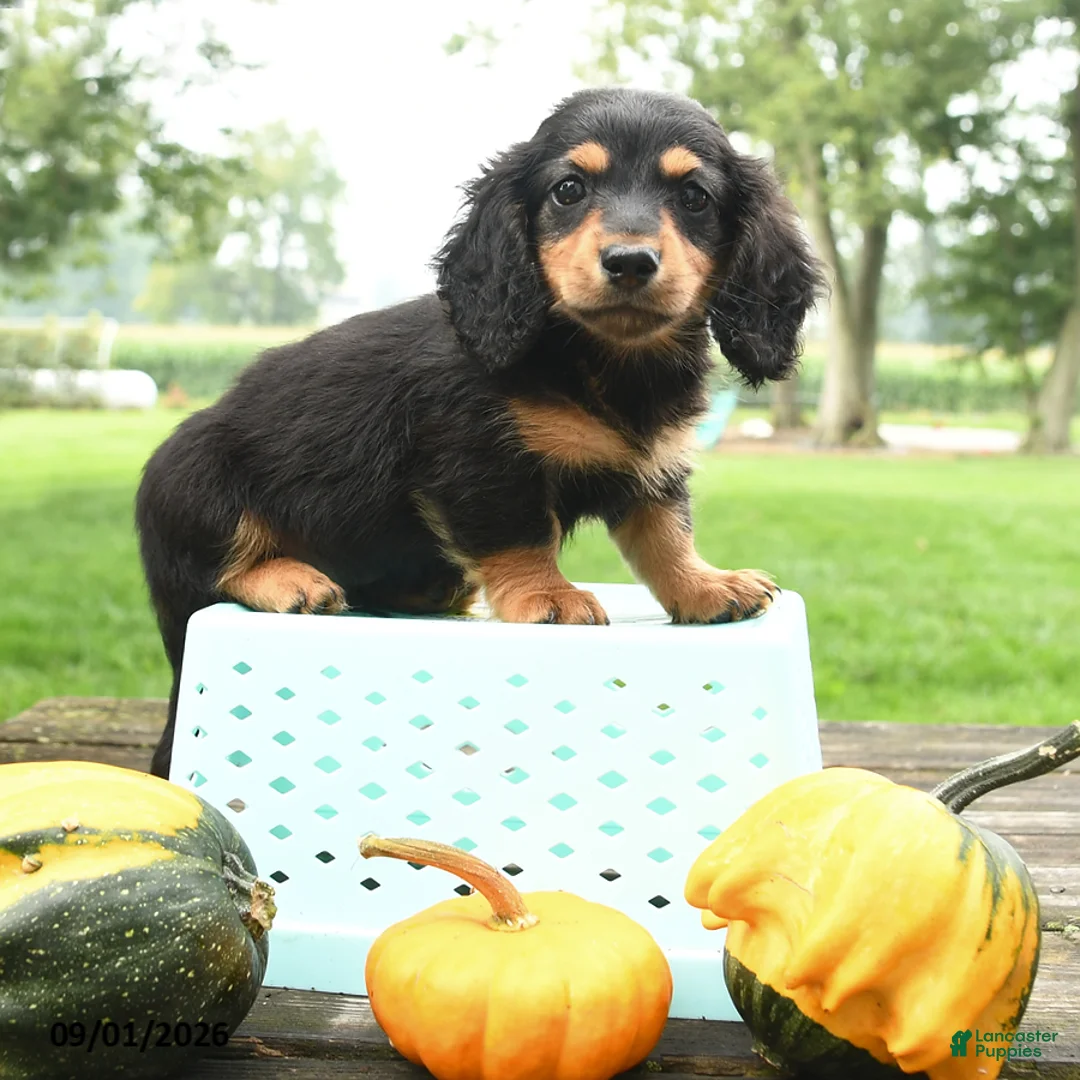 Miniature Dachshund dogs for sale: Fudge - Ad 5