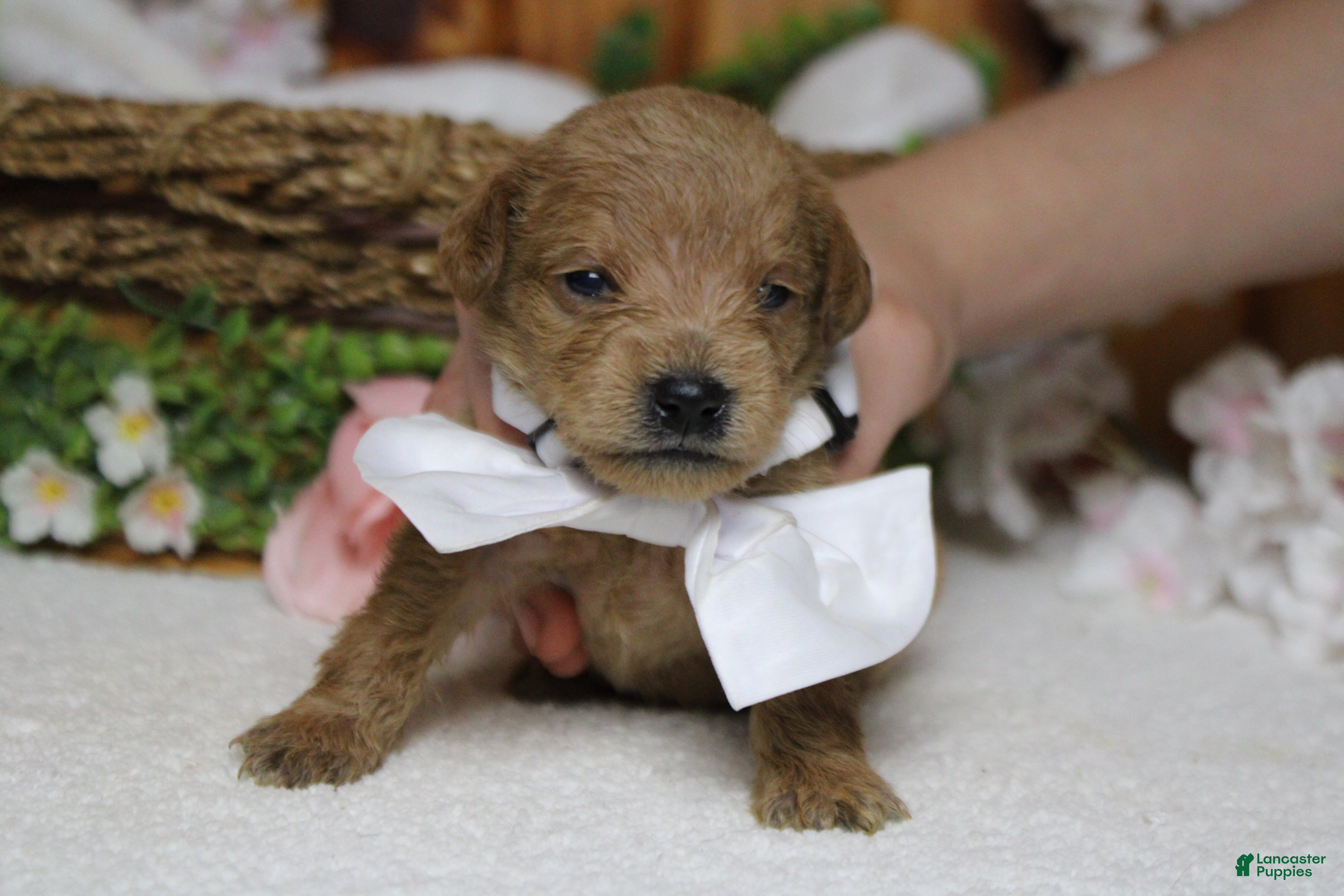 Schnoodle dogs Pinot - Ad 1