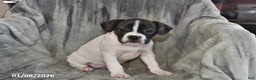 Mixed Breed dogs for sale: Millie - Ad 5