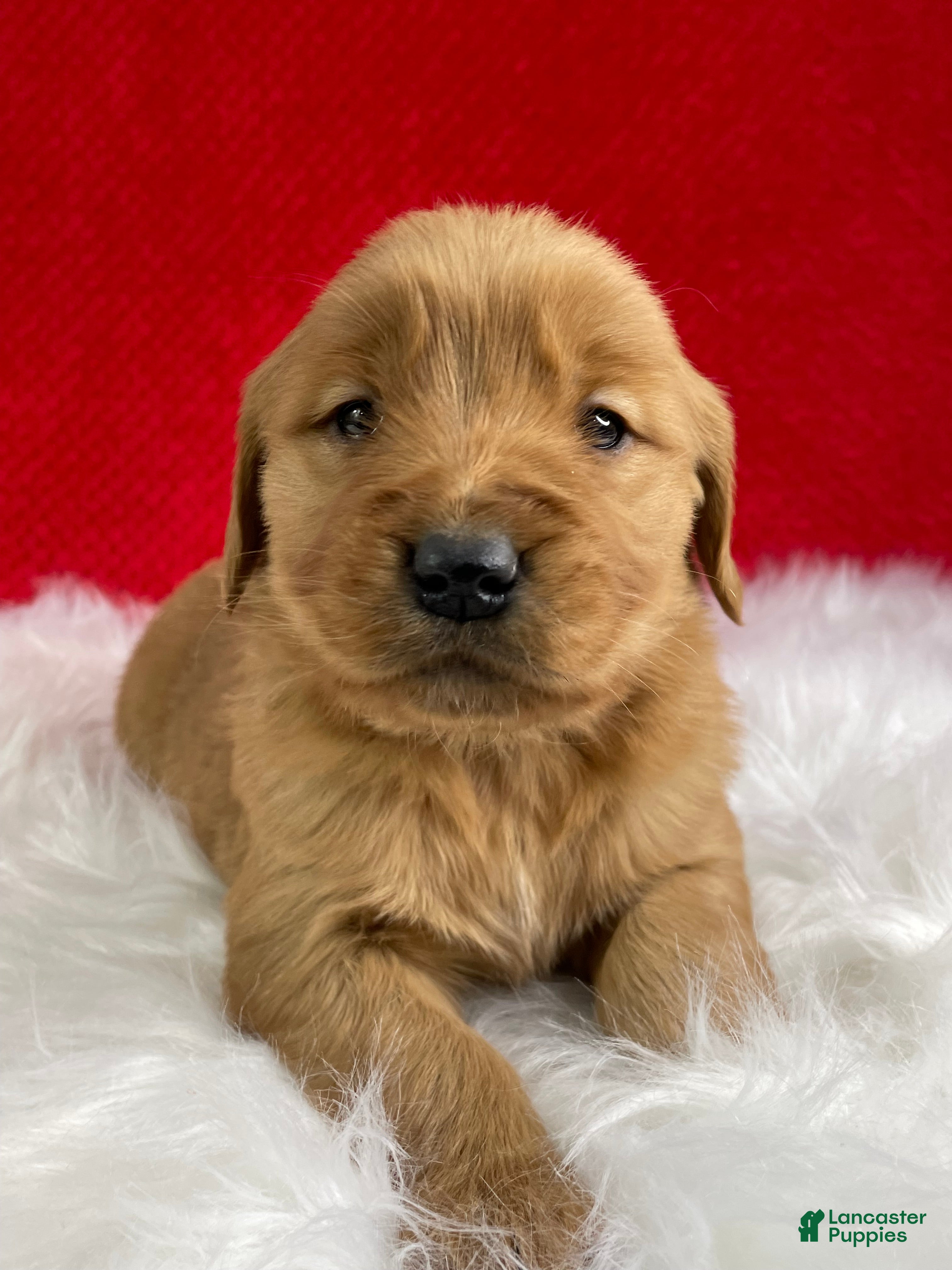 Golden Retriever dogs Belle - Ad 27