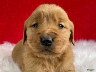 Golden Retriever dogs Belle - Ad 13