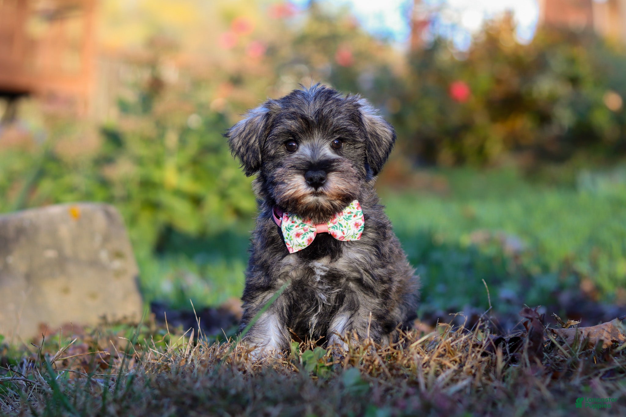 Miniature Schnauzer Puppies for sale in Millersburg, Ohio