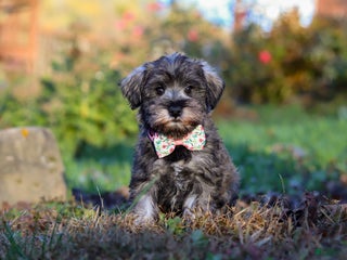 Miniature Schnauzer dogs - Ad 29