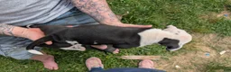 American Pit Bull Terrier dogs for sale: American Pit Bull Terrier Puppy 2 - Ad 5