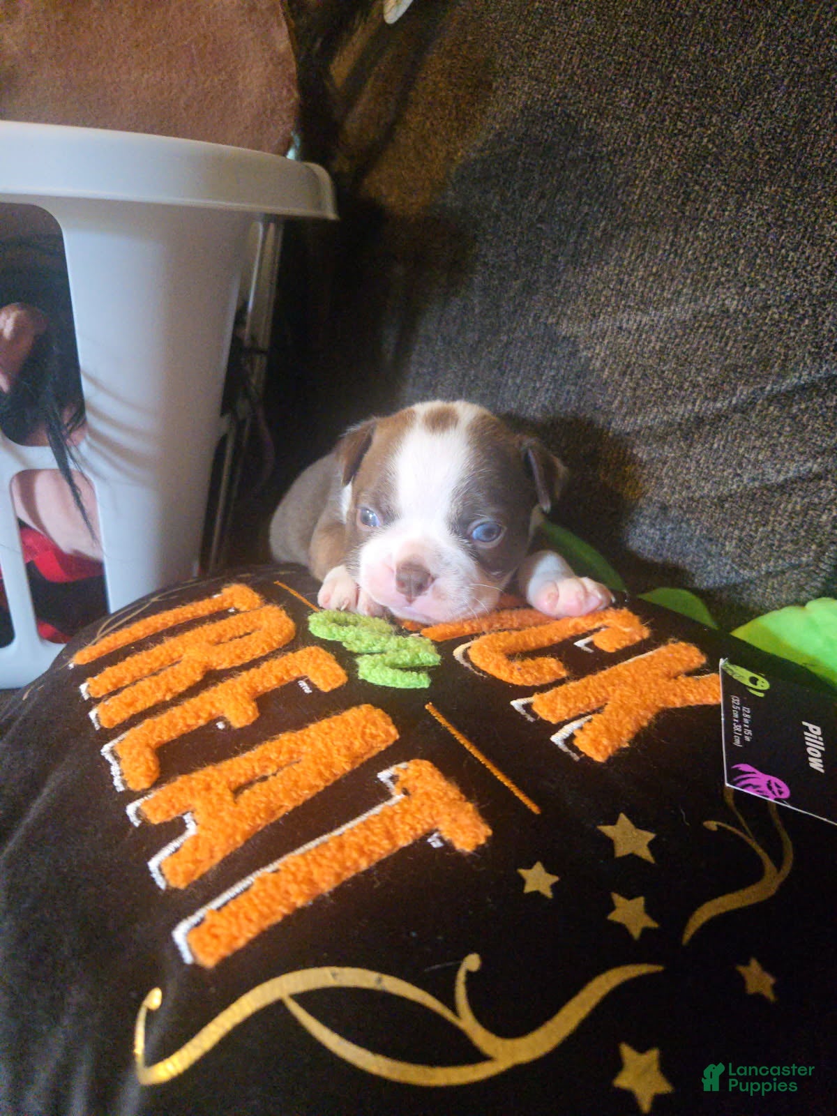 Boston Terrier dogs Alvin - Ad 2