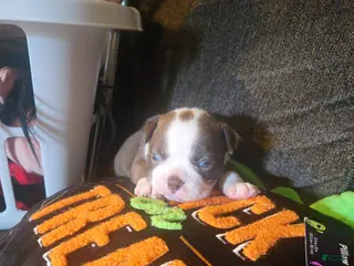 Boston Terrier dogs Alvin - Ad 2