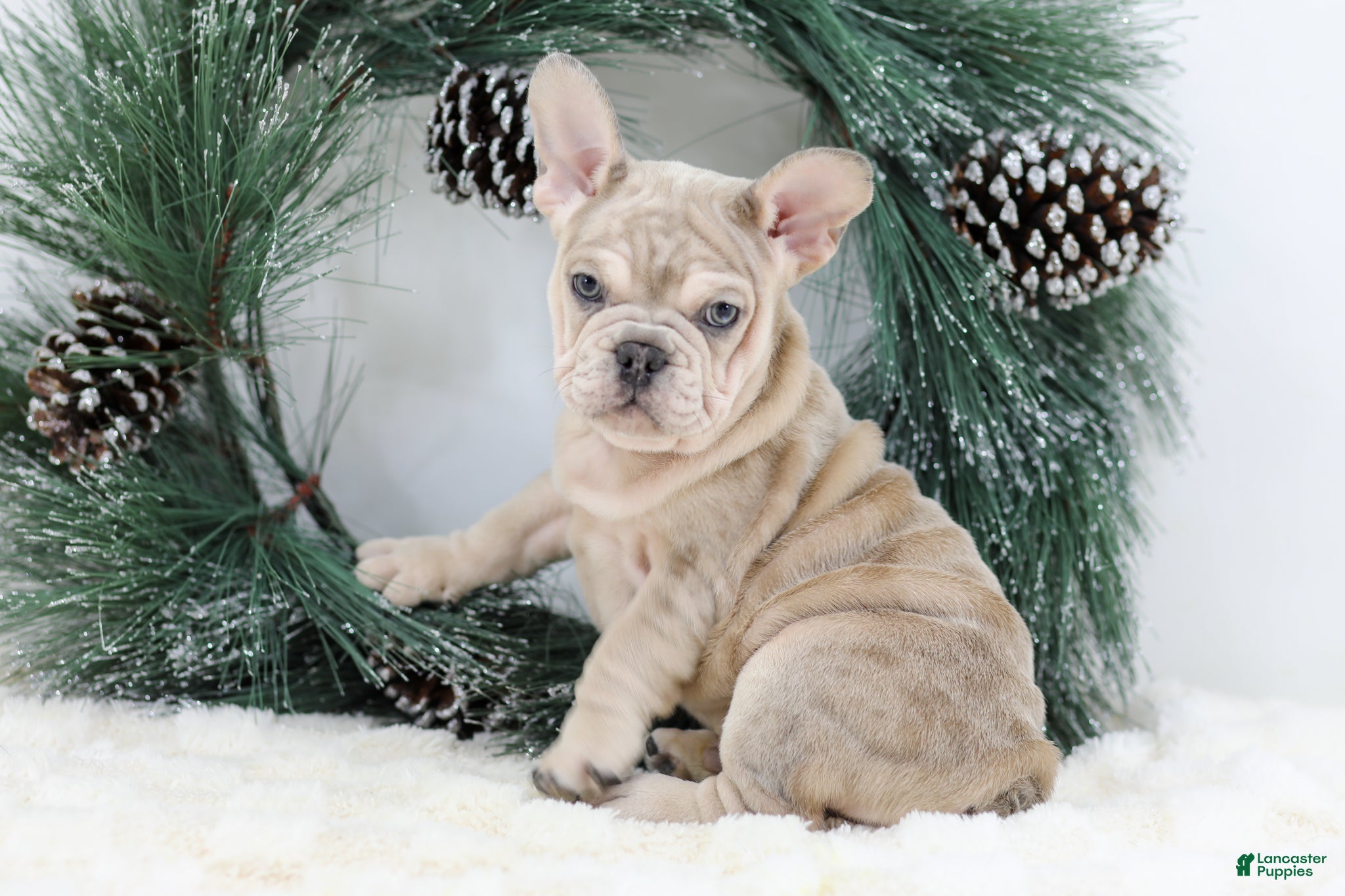 French Bulldog dogs Major - Ad 2