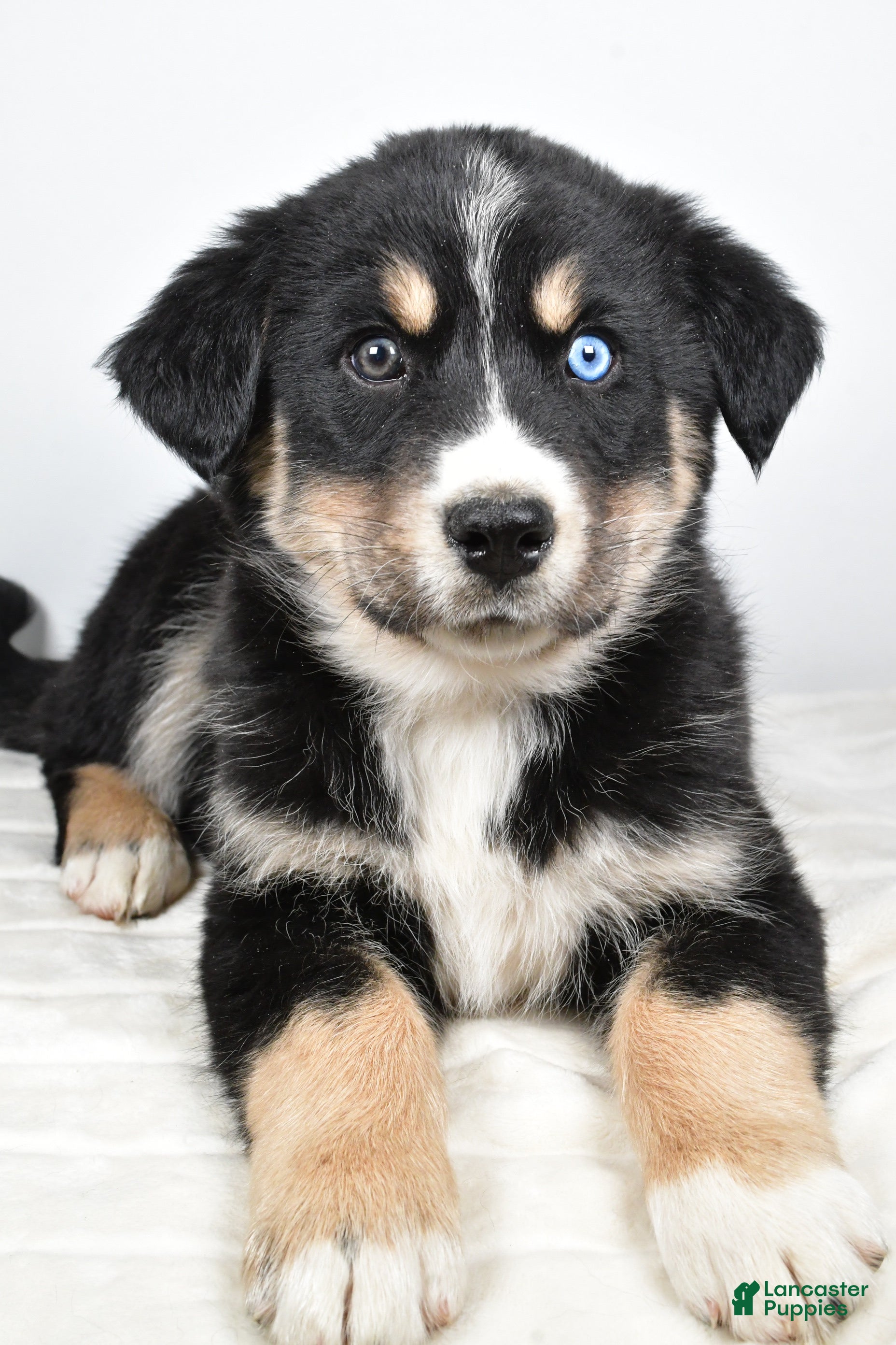 Mixed Breed dogs Axel - Ad 23