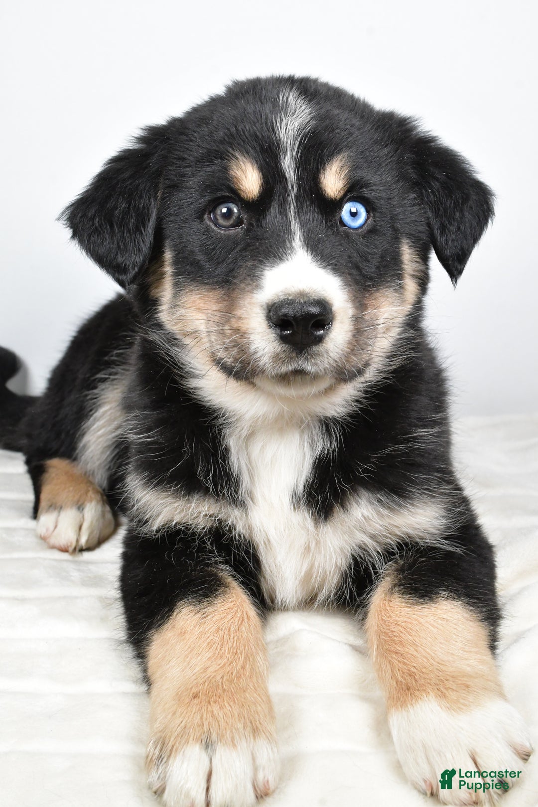 Mixed Breed dogs for sale: Axel - Ad 1