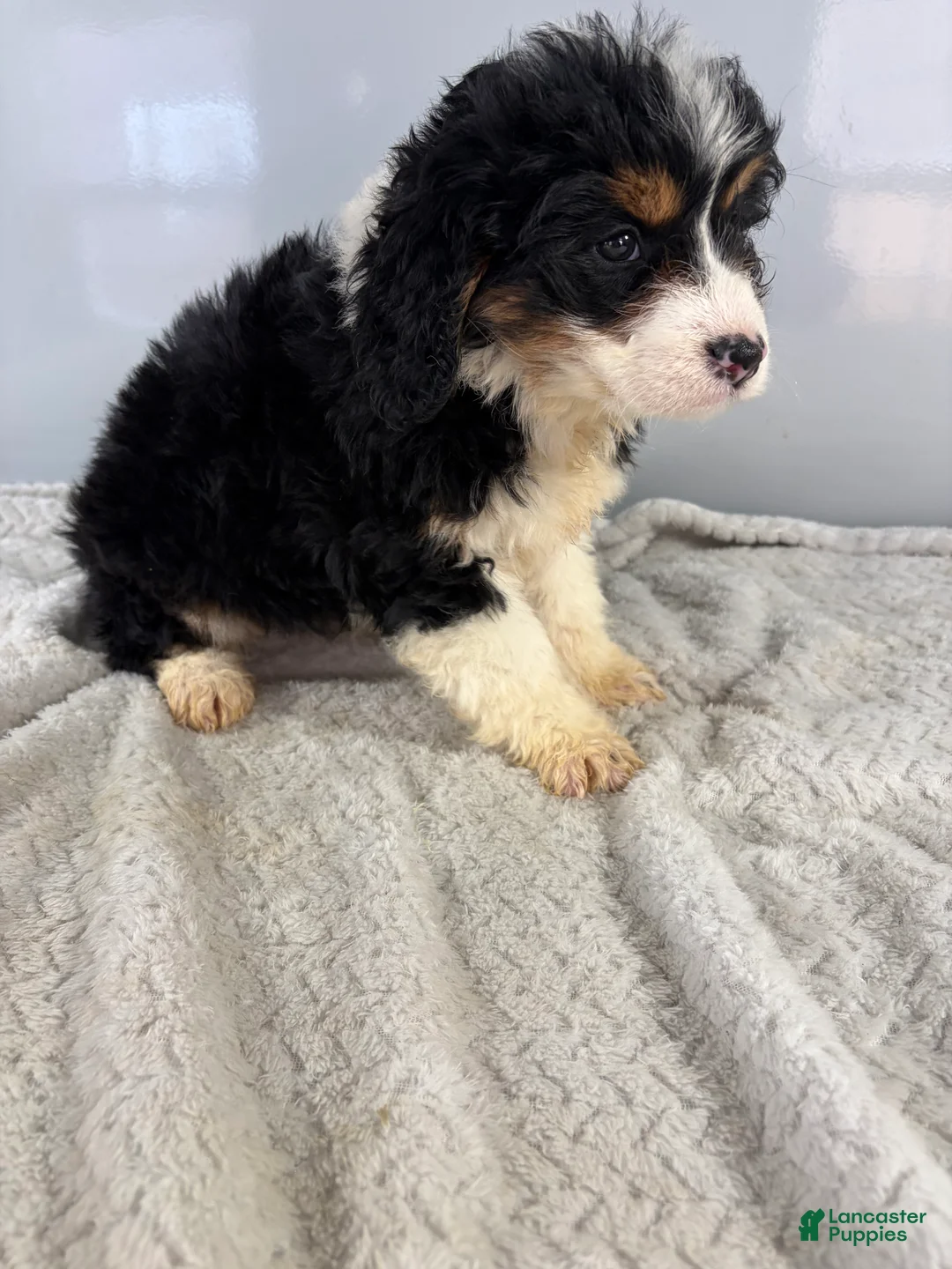 Mini Bernedoodle dogs for sale: Cindy - Ad 4