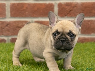 French Bulldog dogs Alexa - Ad 18
