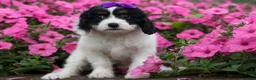 Cavapoo dogs for sale: Priscilla🌸 - Ad 4