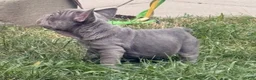 French Bulldog dogs for sale: Blue - Ad 16
