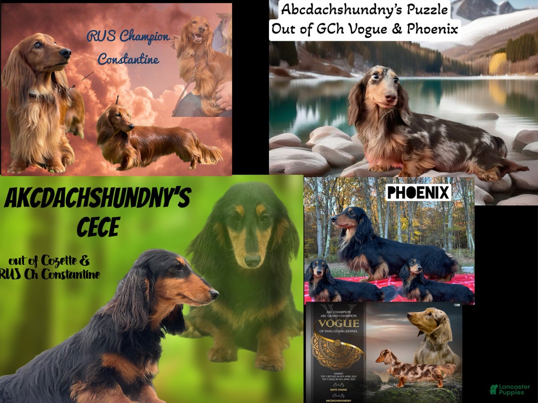 Dachshund dogs for sale: ee import cece - Ad 3