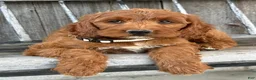 Irish Doodle dogs for sale: Juniper - Ad 21