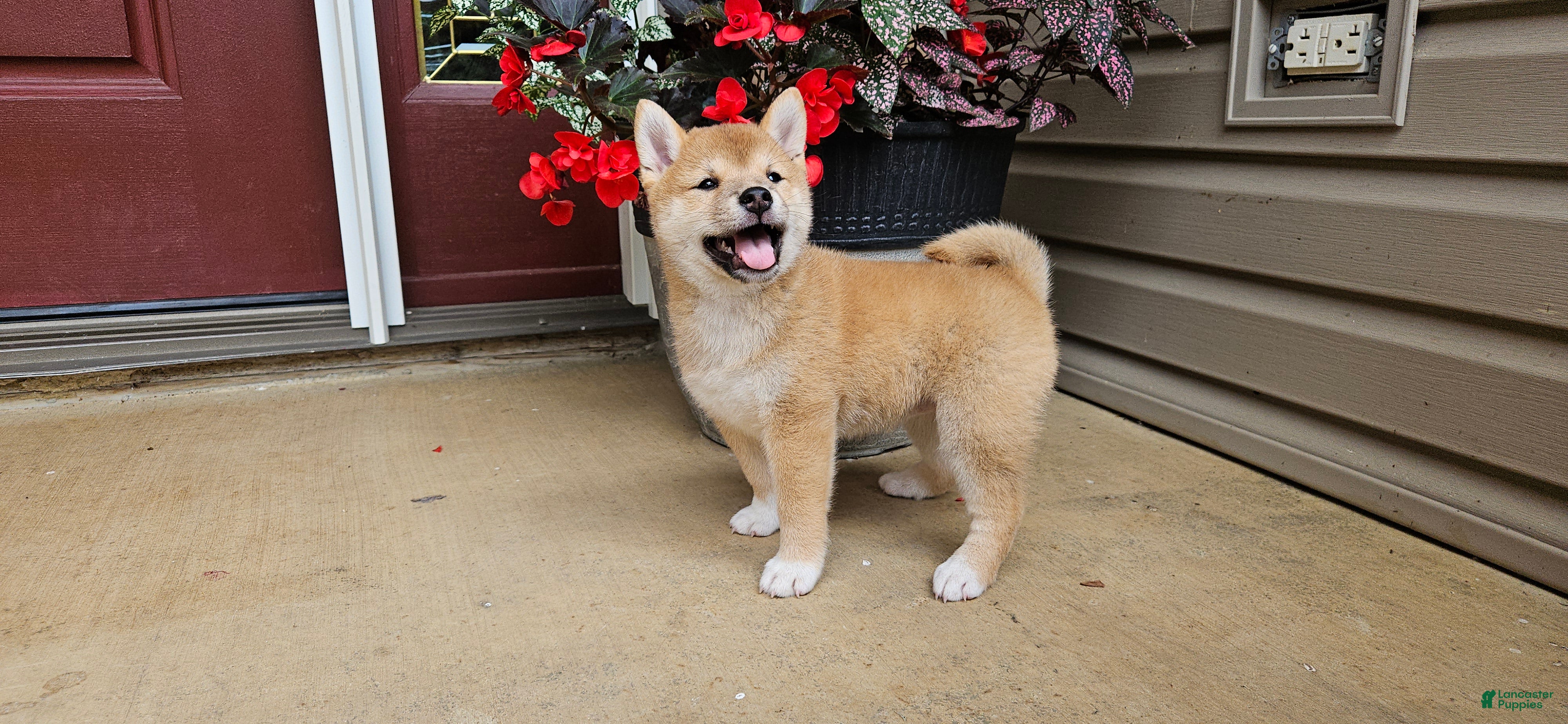 Shiba Inu dogs Hazel - Ad 1