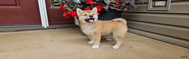 Hazel