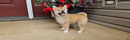 Shiba Inu dogs for sale: Hazel - Ad 1