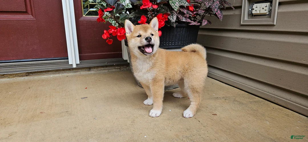 Shiba Inu dogs for sale: Hazel - Ad 1
