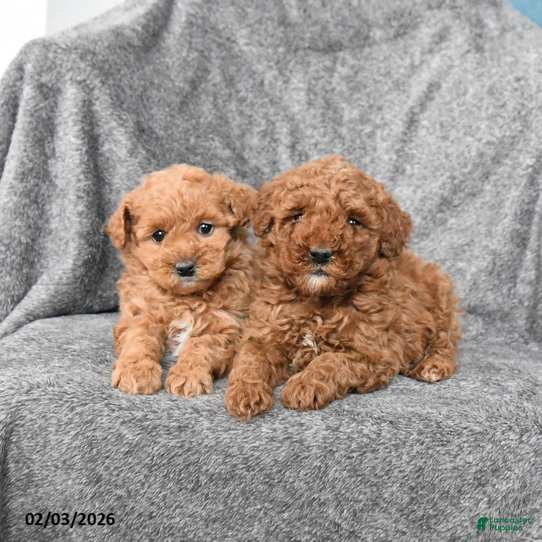 Miniature Poodle dogs for sale: Cherry - Ad 3