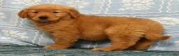 Golden Retriever dogs for sale: Quincey - Ad 6