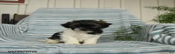 Shihpoo dogs for sale: Sonny - Ad 2