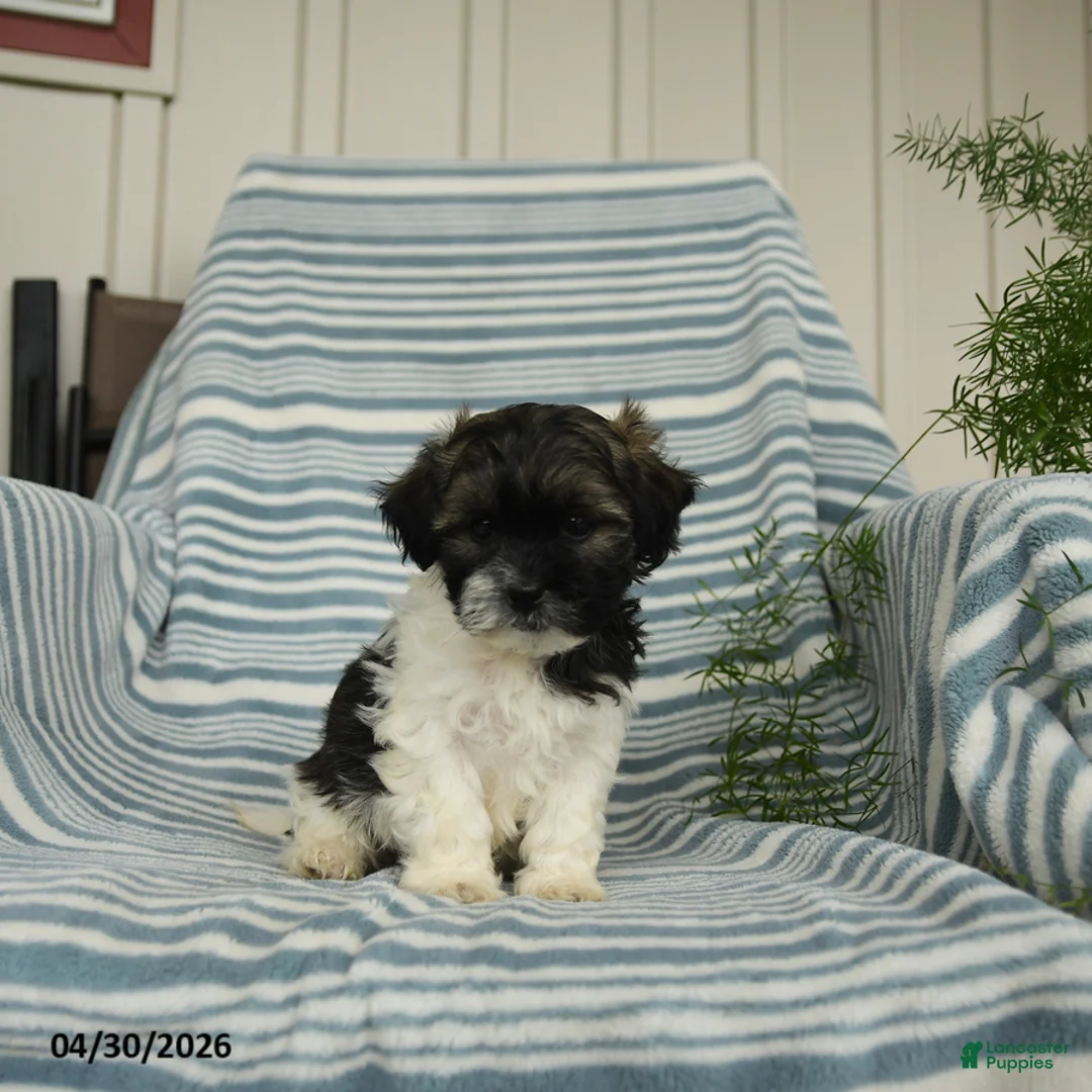 Shihpoo dogs for sale: Sonny - Ad 2