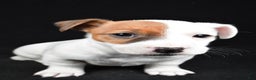 Jack Russell Terrier dogs for sale: Rover - Ad 3