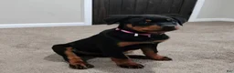 Rottweiler dogs for sale: Dragon - Ad 4