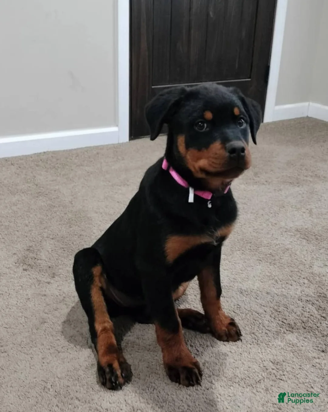 Rottweiler dogs for sale: Dragon - Ad 4