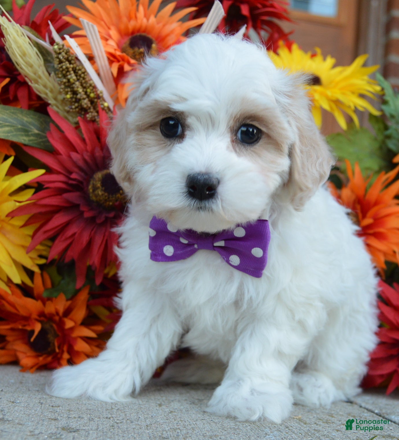 Molly (Maltipoo, Female) in Celina, OH