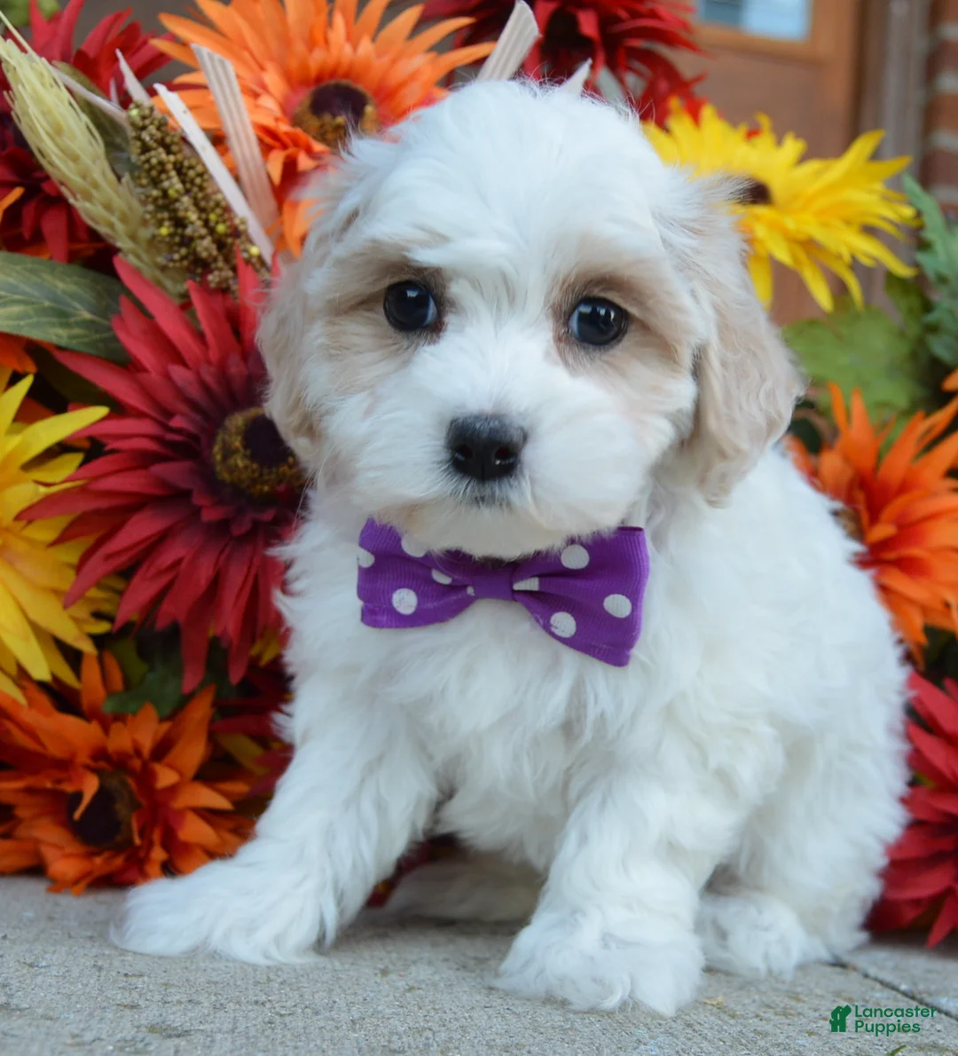 Maltipoo dogs for sale: Molly - Ad 1