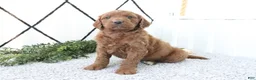 Mini Goldendoodle dogs for sale: Rusty - Ad 4