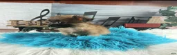 Chihuahua dogs for sale: Micro teacup long hair chihuahua.  Hand Delivery  - Ad 8