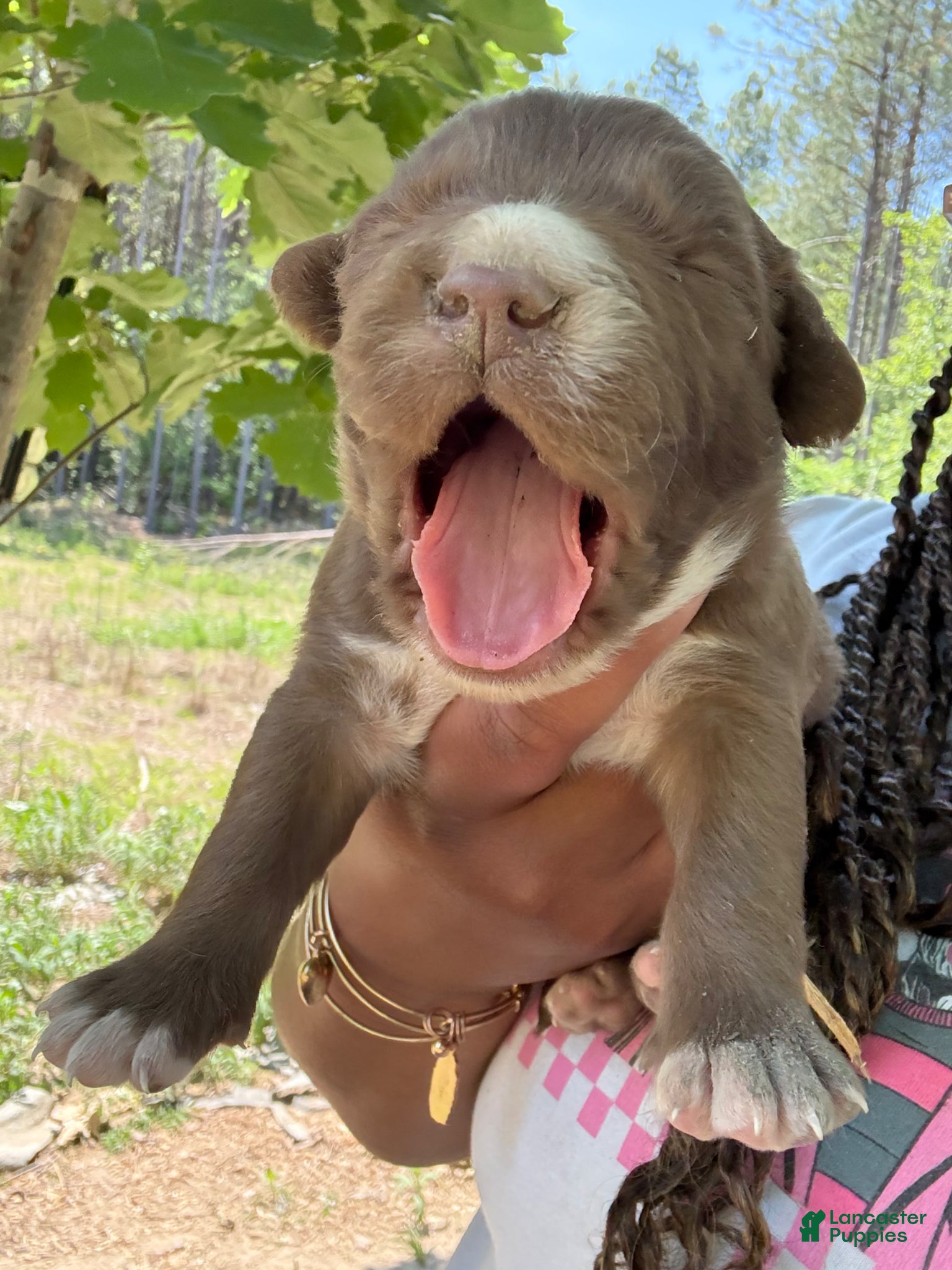 American Pit Bull Terrier dogs American Pit Bull Terrier Puppy 1 - Ad 6
