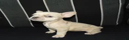 French Bulldog dogs for sale: Minnie - Ad 7