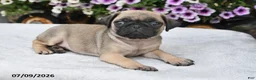 Pug dogs for sale: Roxanne - Ad 3