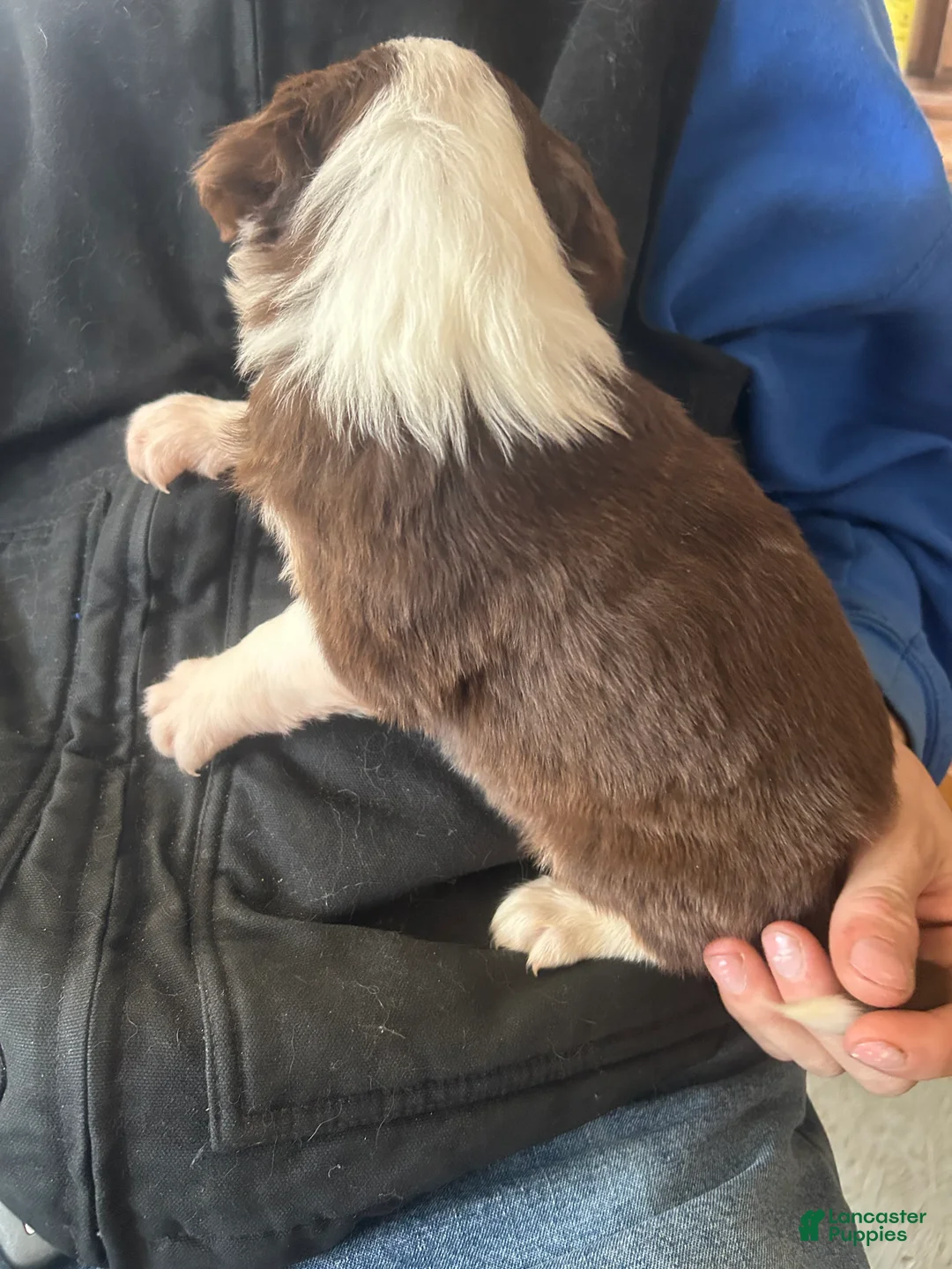 Australian Shepherd dogs for sale: Win Chester - Ad 4