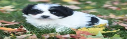 Teddy Bear dogs for sale: Audi - Ad 4
