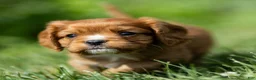 Cavalier King Charles Spaniel dogs for sale: Jasper Cavalier King Charles Spaniel  - Ad 5