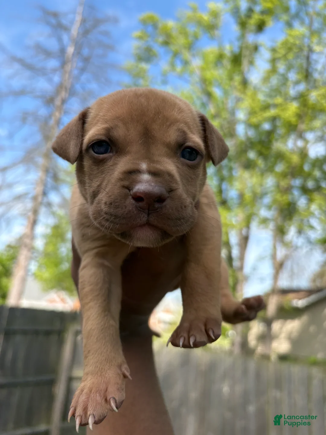 Pitsky dogs for sale: Pitsky Puppy 1 - Ad 2