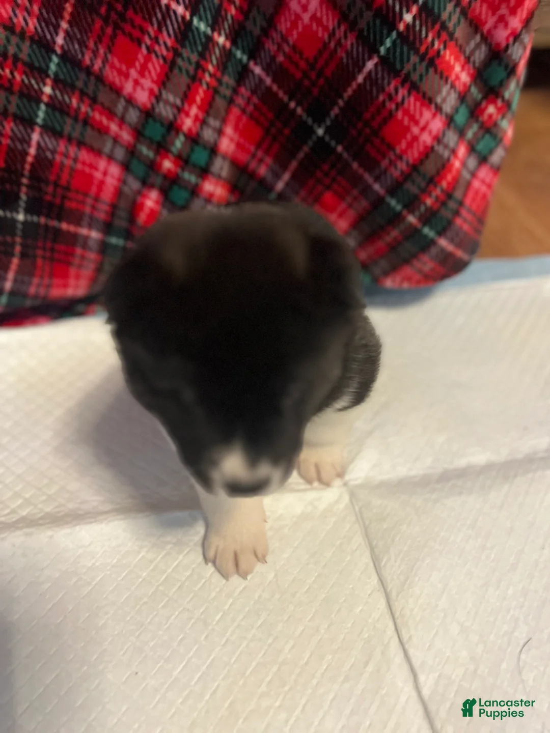 Akita dogs for sale: Dancer - Ad 14