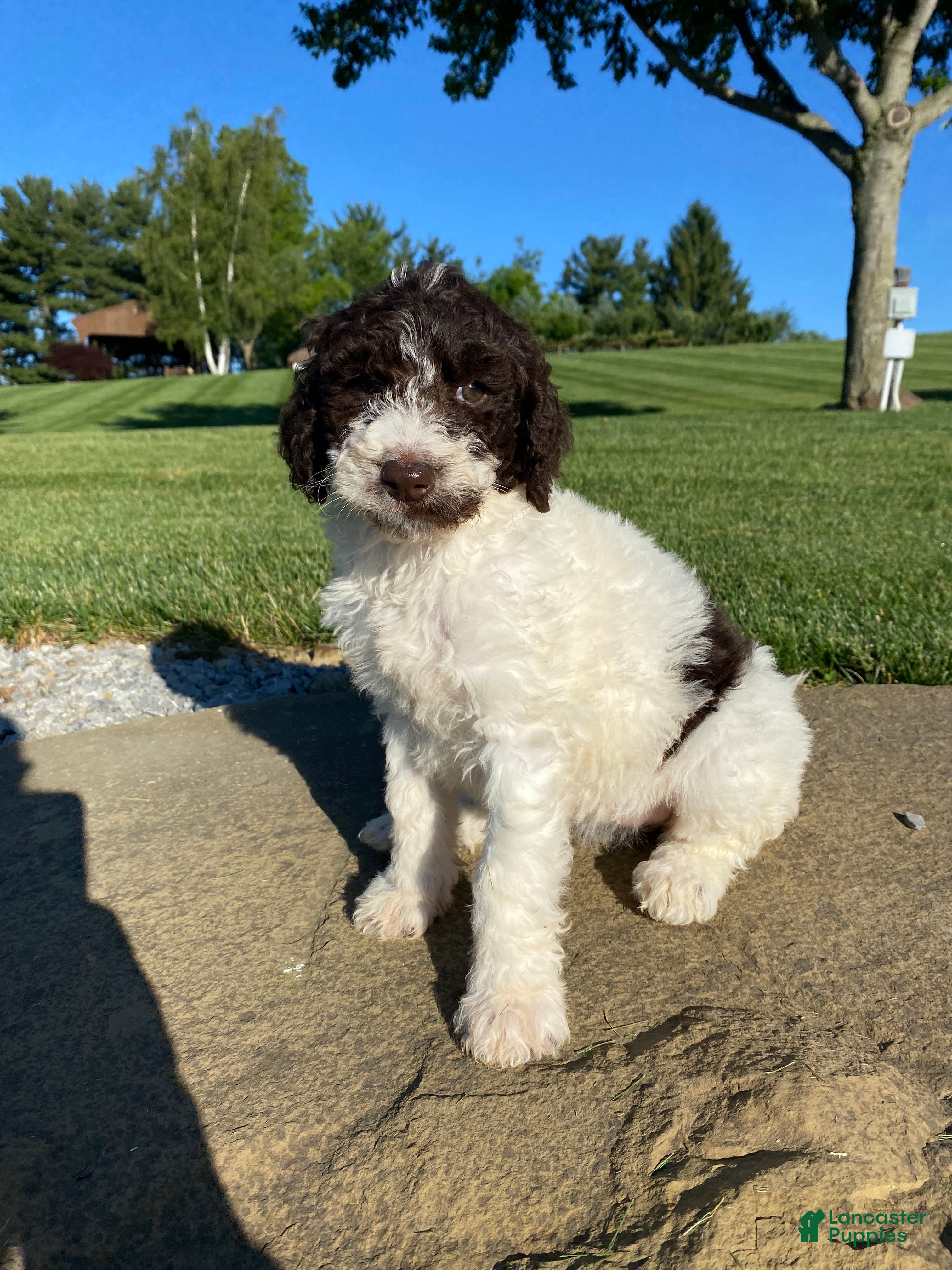 Labradoodle dogs F1bb Millie - Ad 2