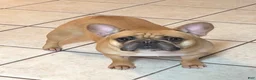 French Bulldog dogs for sale: French Bulldog Puppy 1 - Ad 4
