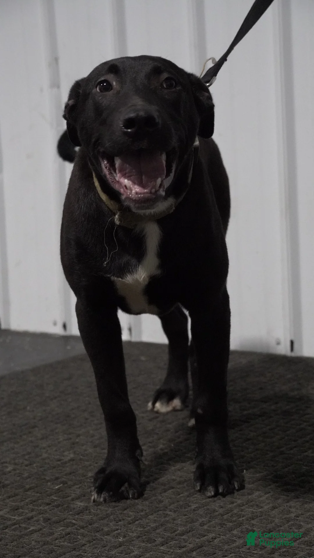 Mixed Breed dogs for sale: Mixed Breed 1 - Ad 2