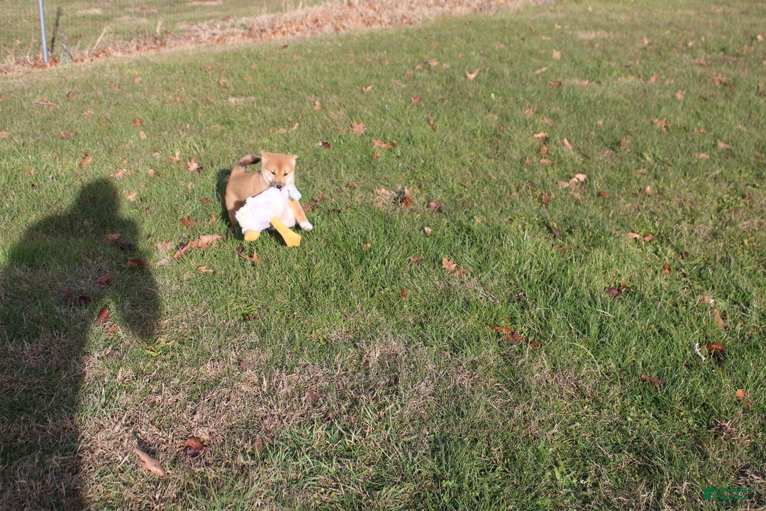 Shiba Inu dogs for sale: Aphrodite  - Ad 5