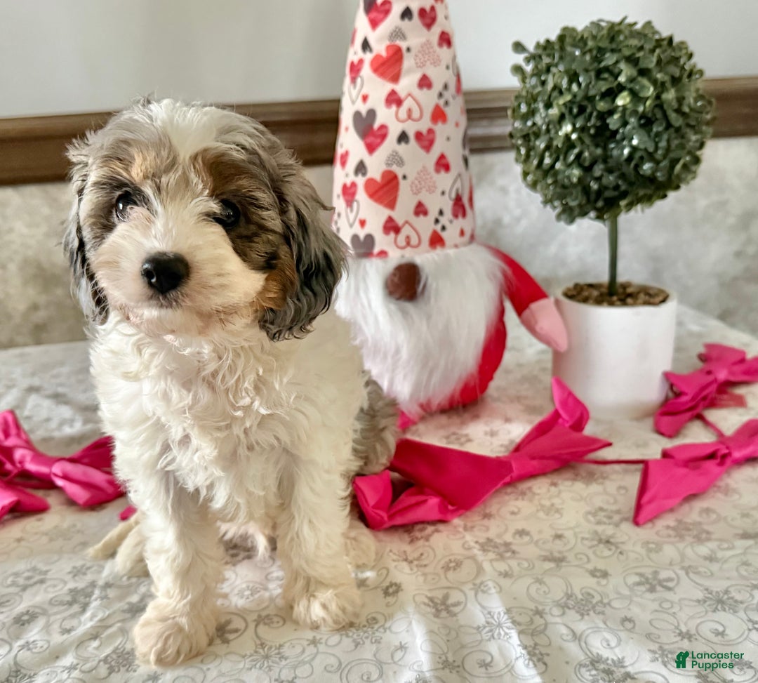 Cavapoo dogs for sale: Chase  - Ad 1